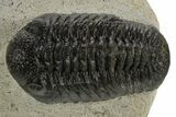 Detailed Morocops Trilobite - Ofaten, Morocco #340915-1